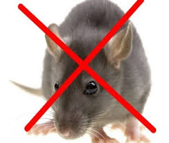 Dịch vụ diệt chuột tại Hà Nội- Công ty diệt chuột chuyên nghiệp