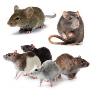 Một số căn bệnh có thể mắc phải do lũ chuột gây ra cho con người
