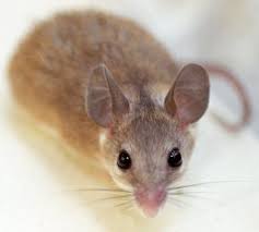 Đặc điểm chung của loài chuột- Tìm hiểu về loài chuột