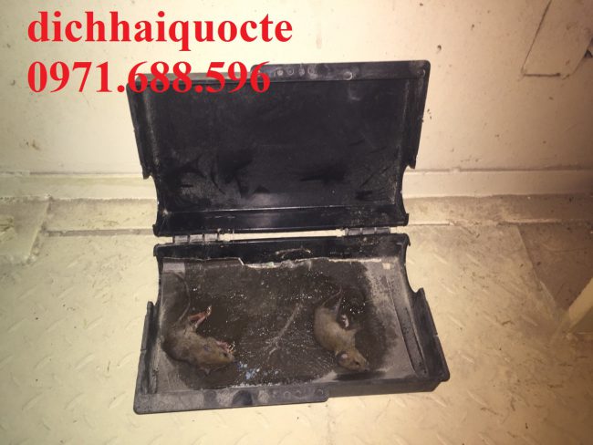 Dịch vụ bắt chuột