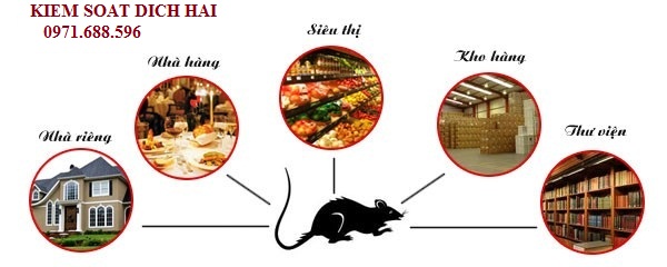 Dịch vụ diệt chuột giá rẻ