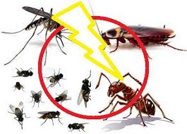 Dịch vụ phun diệt côn trùng, phun muỗi cho các trường học