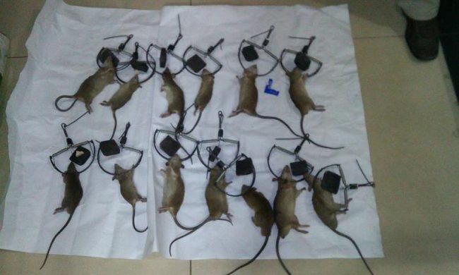 Dịch vụ diệt chuột cho các nhà máy