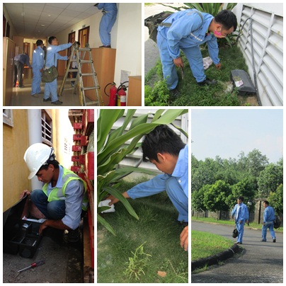 Dịch vụ diệt chuột chuyên nghiệp