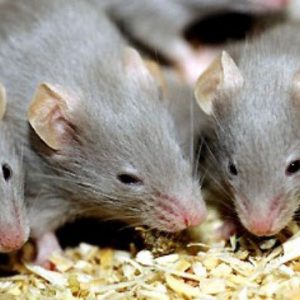 Tác hại của các loài chuột đối với con người- Tác hại của loài chuột