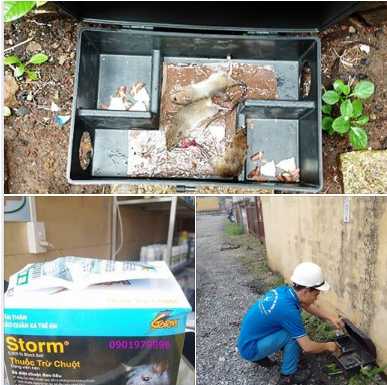 Diệt chuột tại bệnh viện