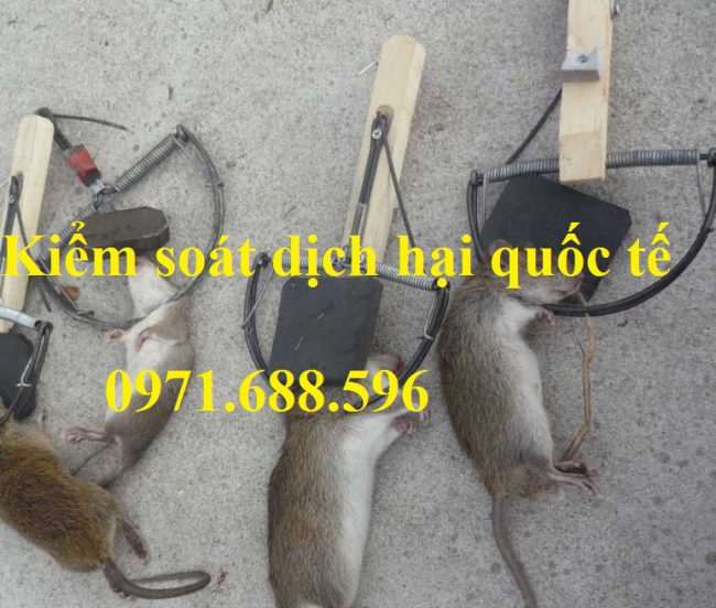 dịch vụ diệt chuột tại Hà Nam