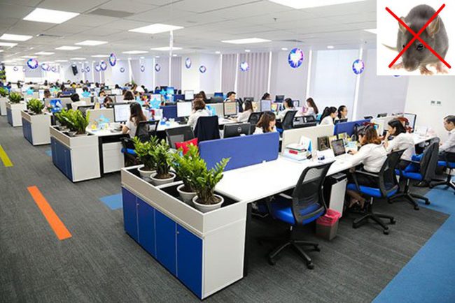 Diệt chuột văn phòng