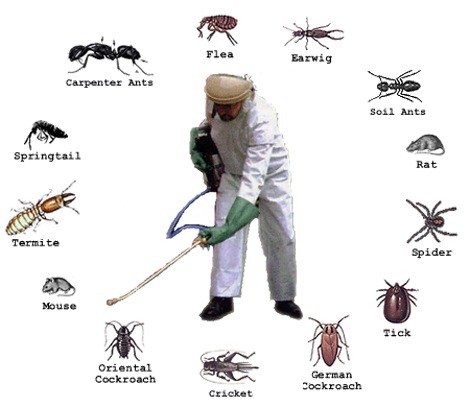 Dịch vụ phun diệt côn trùng uy tín- Công ty kiểm soát côn trùng.