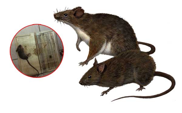 Dịch vụ diệt chuột tại Hà Nam- Công ty kiểm soát chuột tại Hà Nam
