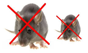Dịch vụ diệt chuột tại Bắc Ninh-Công ty kiểm soát chuột tại Bắc Ninh