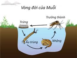 vòng đời của muỗi
