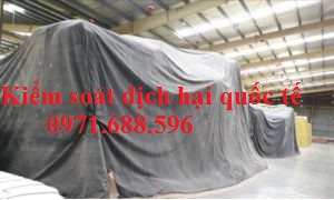 Khử trùng cho lúa mỳ