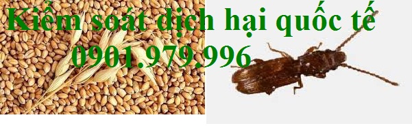 Mọt tấn công lúa mỳ