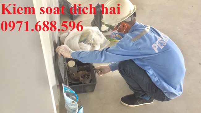 Dịch vụ diệt chuột tại Quảng Ninh