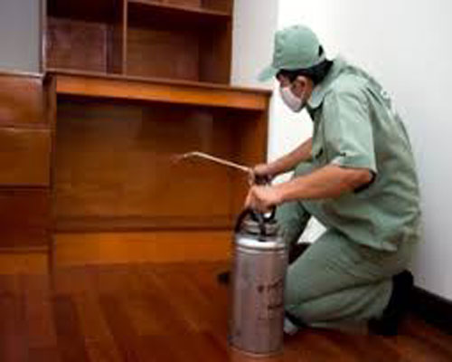 Diệt mối tại Lai Châu