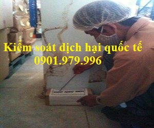 diệt mối tại Hưng Yên