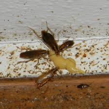 Diệt gián đức tại Đống Đa