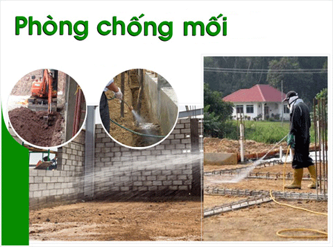 Công ty chống mối tại Hải Dương
