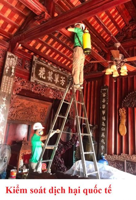 Dịch vụ diệt mối tại Bắc Ninh