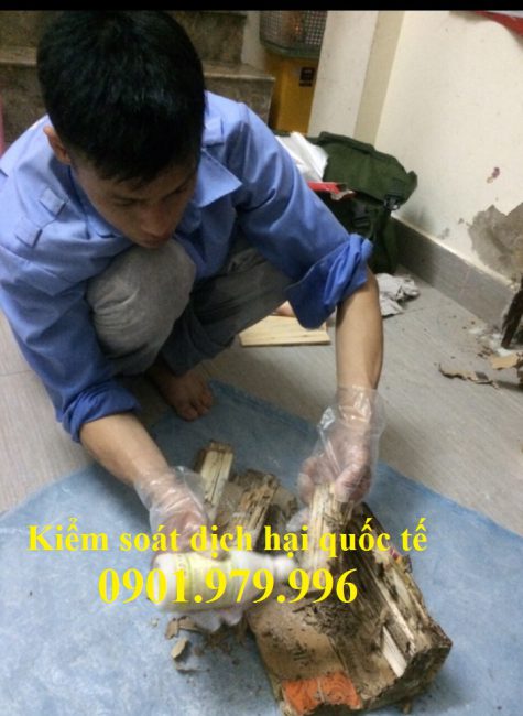 Diệt mối tại Nam Định