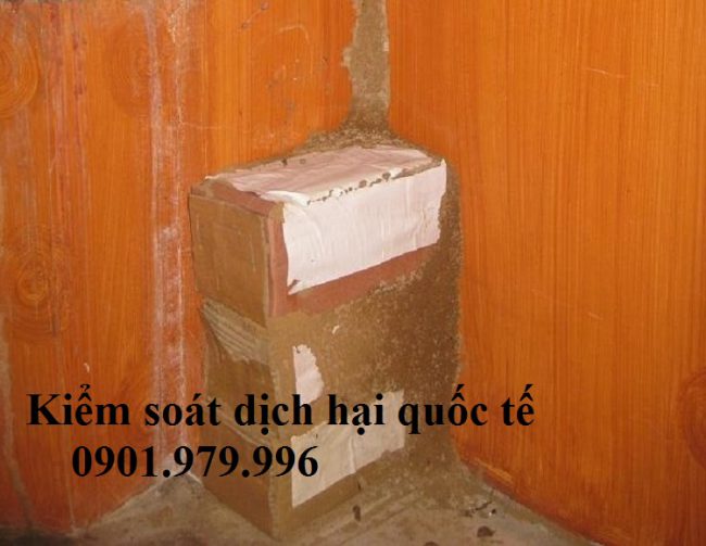 Diệt mối tại Vĩnh Phúc