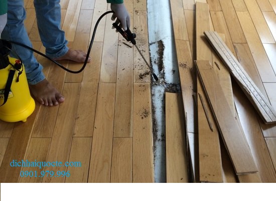 Diệt mối tận gốc tại Vĩnh Phúc