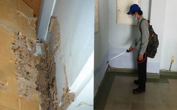 Phun thuốc diệt mối tại Nam Định