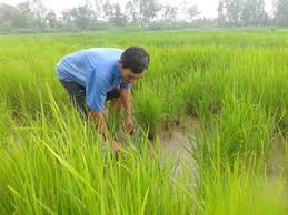 Chuột phá hại mùa màng