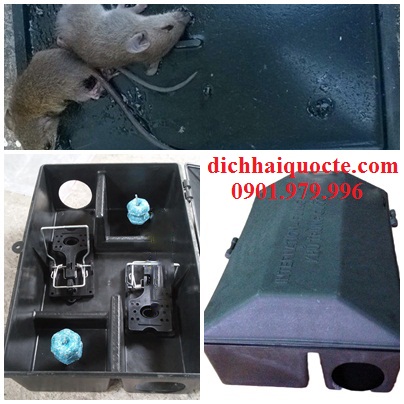 Công ty diệt chuột tại Thái Bình