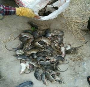 Dịch vụ diêt chuột tại Quảng Ninh