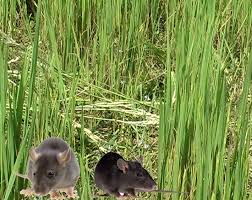 Diệt chuột đồng tại Hà Nam