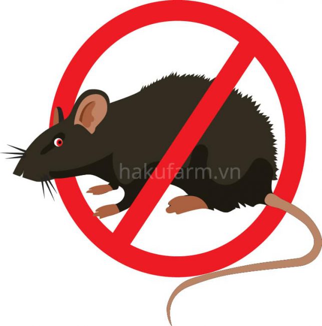 Kiểm soát chuột tại Lào Cai