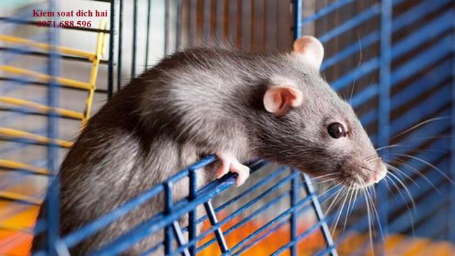 Dịch vụ diệt chuột – Kiểm soát chuột chuyên nghiệp tại Phú Thọ