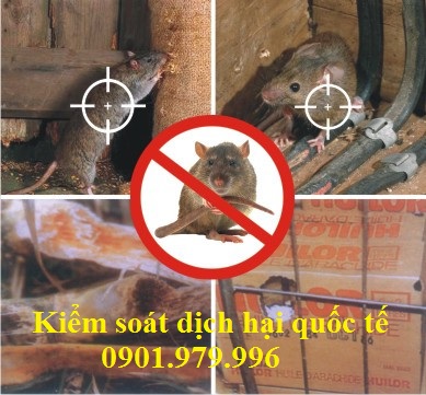 Dịch vụ diệt chuột hiệu quả, chuyên nghiệp- giá rẻ tại Thái Nguyên