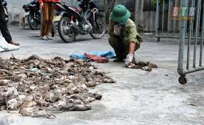 Dịch vụ diệt chuột đồng- Kiểm soát chuột hại cây trồng tại Thái Nguyên
