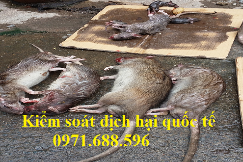 Diệt chuột tại Hà Giang
