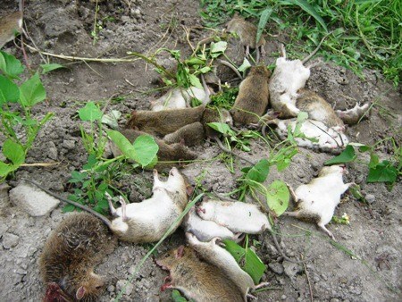 Diệt chuột đồng tại Hà Giang