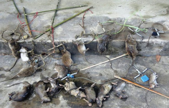 Diệt chuột tại Lạng Sơn