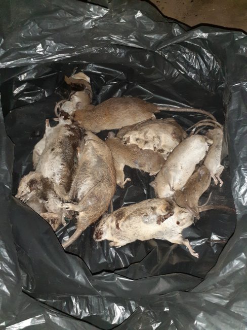 Công ty diệt chuột uy tín tại Thái Nguyên- Diệt chuột chuyên nghiệp