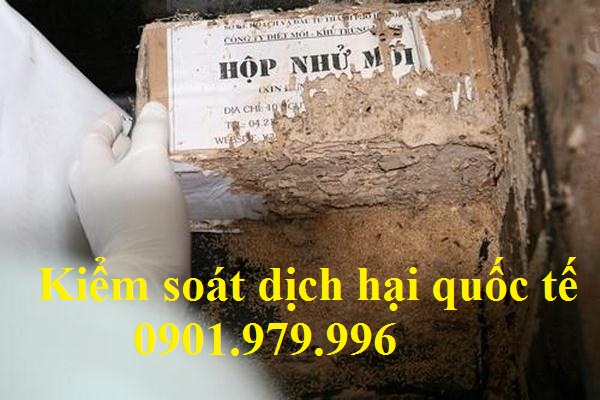 Diệt mối tận gốc tại Thái Nguyên