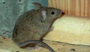 Dịch vụ diệt chuột – Kiểm soát chuột chuyên nghiệp tại quận 8
