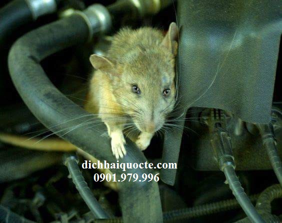 Dịch vụ kiểm soát chuột cho các nhà máy, công ty tại quận 9