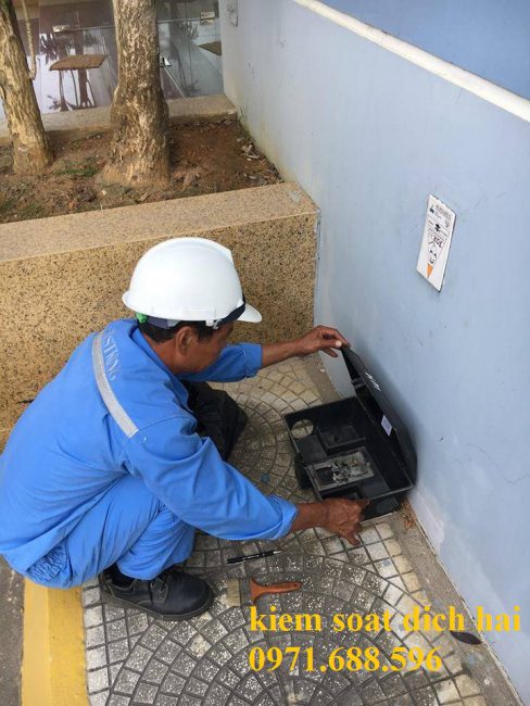 Dịch vụ diệt chuột – Kiểm soát chuột chuyên nghiệp tại Tân Phú