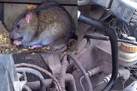 Dịch vụ diệt chuột – Kiểm soát chuột chuyên nghiệp tại quận 9