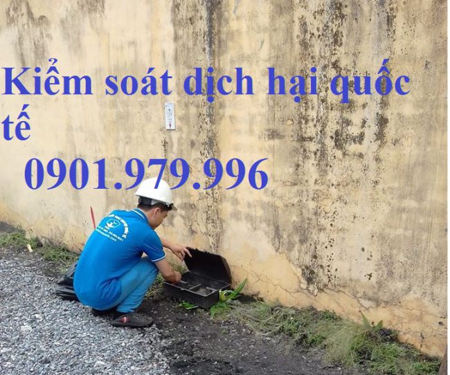 Dịch vụ diệt chuột hiệu quả, giá rẻ tại quận Tân Phú TP Hồ Chí Minh