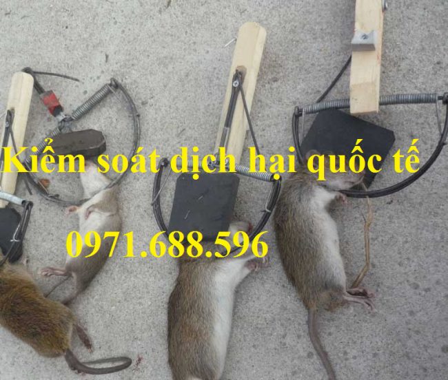 Dịch vụ diệt chuột hiệu quả, giá rẻ tại quận Tân Bình TP Hồ Chí Minh