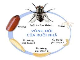 Vòng đời loài ruồi