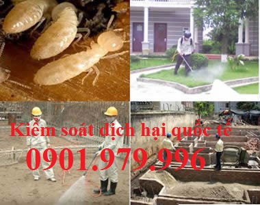 Chuyên diệt mối tận gốc cho các nhà hàng tại Quảng Ninh: 0901979996