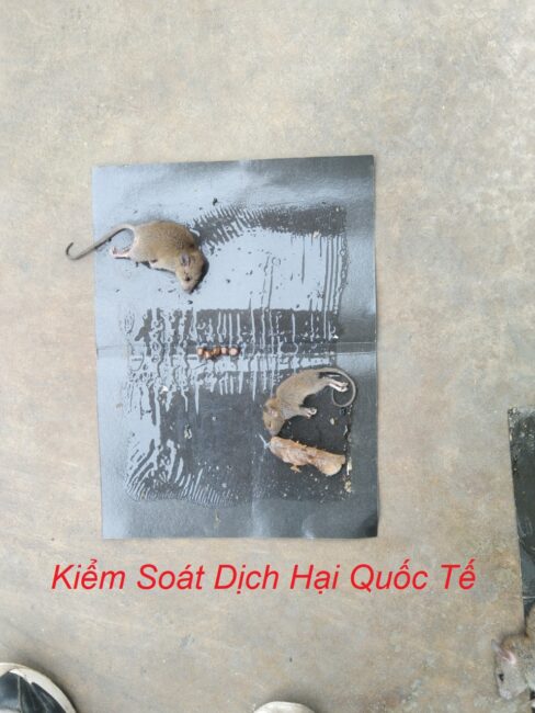 Diệt chuột tại nhà máy